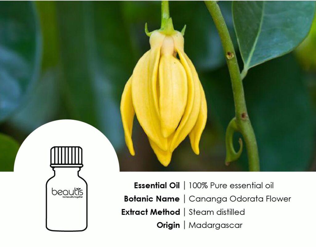 ylang ylang pd Ylang Ylang Essential Oil